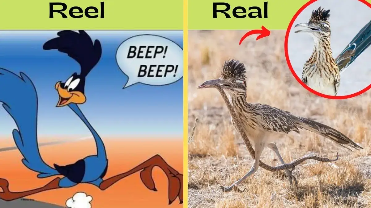 How Fast Is a Roadrunner Real Speed vs. the Cartoon Road Runner
