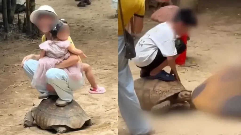 Live Tortoise Viral Video Sparks Outrage as Park Announces Blacklist Policy Live Tortoise Viral Video Sparks Outrage as Park Announces Blacklist Policy