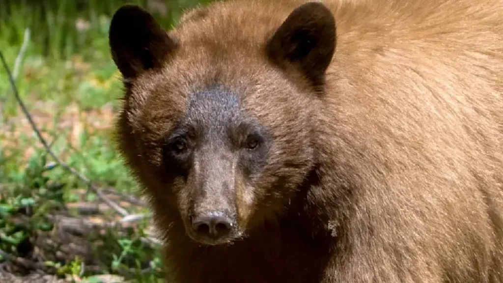 New Mexico Home Widower Mauled to Death by Bear That Broke Into His Home