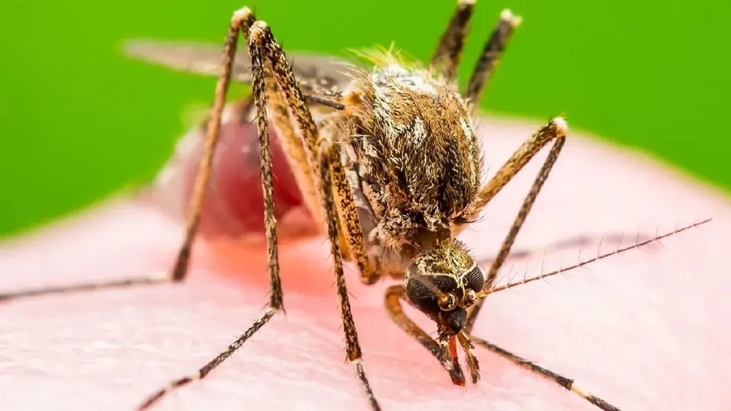 Ohio 6th Grader Diagnosed with Rare La Crosse Virus After Severe Symptoms