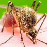 Ohio 6th Grader Diagnosed with Rare La Crosse Virus After Severe Symptoms