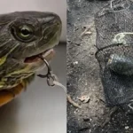 Turtle Found Trapped Underwater in Zip-Tied Cage at Long Island Park Dies Despite Rescue Efforts