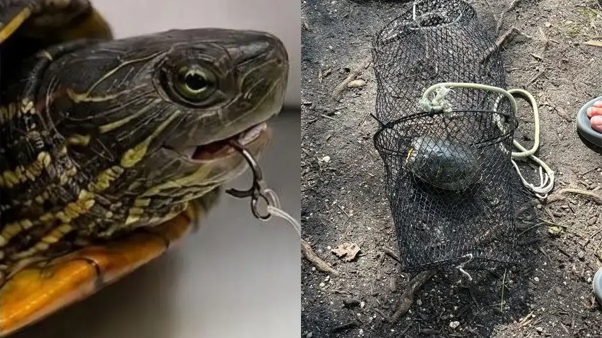 Turtle Found Trapped Underwater in Zip-Tied Cage at Long Island Park Dies Despite Rescue Efforts